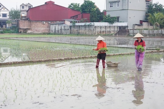 Các địa phương thường xuyên cử cán bộ hướng dẫn bà con chăm sóc lúa Xuân