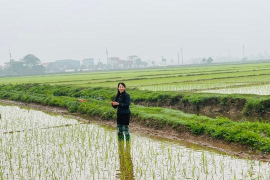 Gieo cấy lúa xuân 2025: Đúng khung thời vụ, không để đất hoang hóa