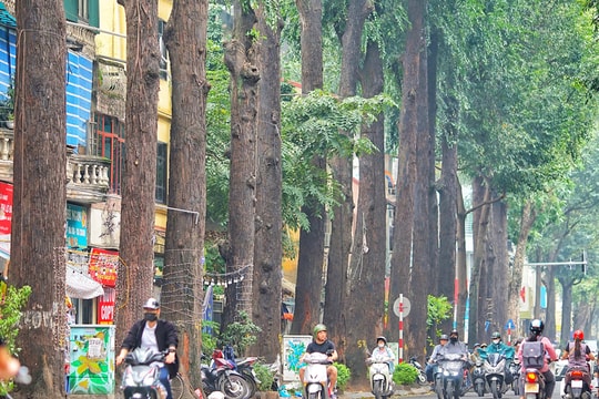 Cây phố, cây làng