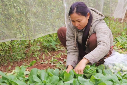 Nông dân Hà Nội phòng, chống mưa rét cho cây trồng, vật nuôi