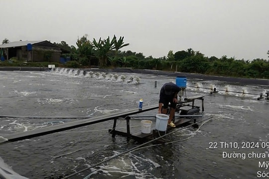 Giải pháp ổn định môi trường nước và kiểm soát EHP trong nuôi tôm