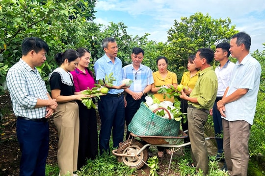 Hoài Đức: Xây dựng nhiều mô hình nông nghiệp an toàn