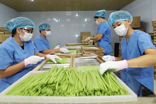 Huyện Đông Anh: Tập trung phát triển chuỗi nông sản an toàn