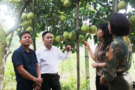 Phát triển nông sản chủ lực của Hà Nội: Chú trọng chất lượng, thương hiệu