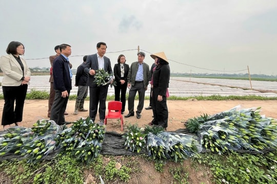Huyện Mê Linh (Hà Nội) Phát triển kinh tế nông thôn theo hướng nông nghiệp xanh