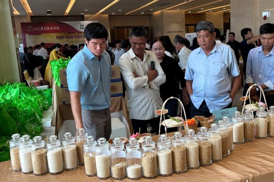 Liên kết chuỗi để phát triển bền vững hạt gạo Việt Nam