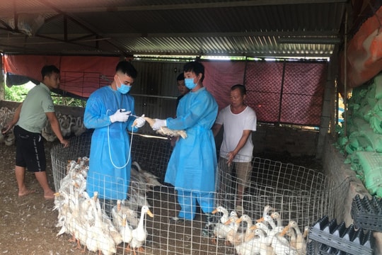 Triển khai đồng bộ, quyết liệt, có hiệu quả các giải pháp phòng, chống dịch bệnh gia súc, gia cầm