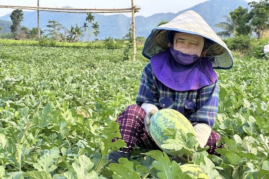 Đà Nẵng: Dưa hấu được mùa mất giá, nông dân “nẫu cả ruột”