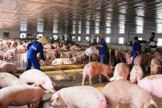 Giá lợn hơi có xu hướng giảm nhẹ khi nguồn cung tăng