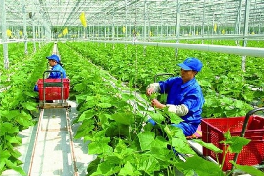 Động lực mới cho doanh nghiệp nông nghiệp