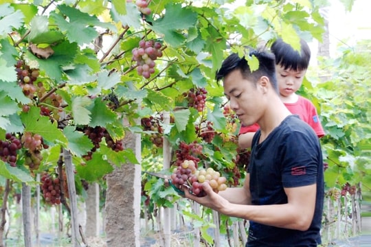 Đông Anh có hơn 40 mô hình sản xuất nông nghiệp theo chuỗi