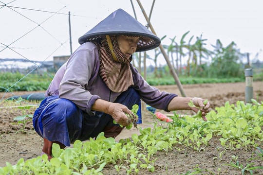 Nâng cao kỹ thuật giúp nông dân sản xuất nông nghiệp hiệu quả