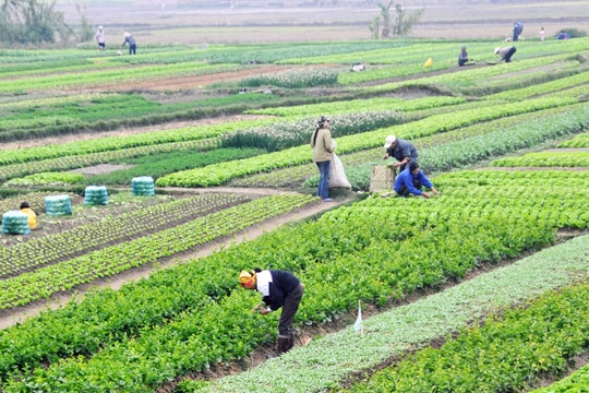 Việt Nam sản xuất hơn 120 loại rau có nguồn gốc nhiệt đới, cận nhiệt đới và ôn đới