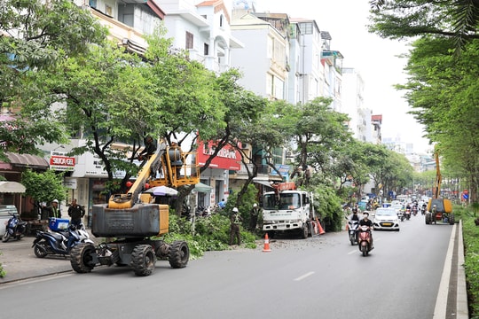 Hà Nội: Cắt tỉa cây xanh trước mùa mưa bão