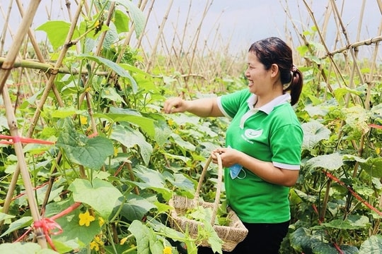 Giải đáp kiến thức khoa học, kỹ thuật cho nông dân Phú Xuyên