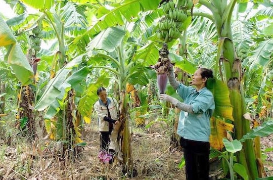 Ngành Nông nghiệp thích ứng linh hoạt với chính sách thuế quan