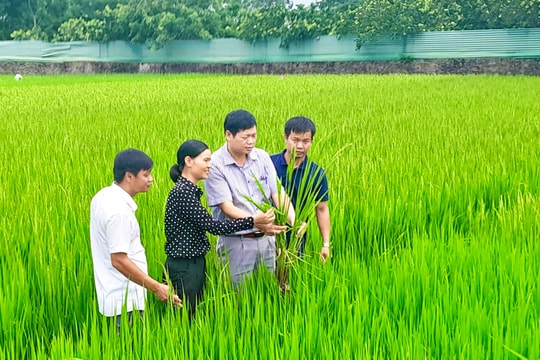Bám sát đồng ruộng để vụ xuân thắng lợi