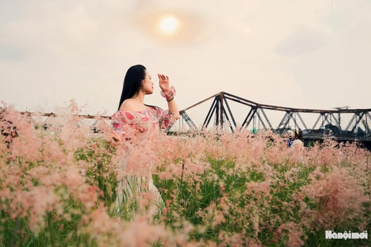 Bãi cỏ hồng đẹp như mơ giữa lòng Hà Nội