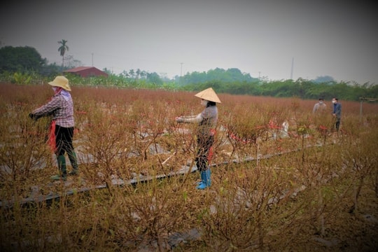Hà Nội cho phép doanh nghiệp thuê đất để thực hiện Dự án đầu tư xây dựng hạ tầng kỹ thuật Cụm công nghiệp Hồng Hà