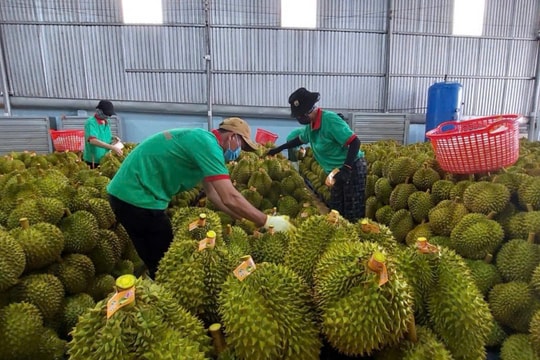 Trung Quốc phê duyệt thêm mã số vùng trồng và cơ sở đóng gói sầu riêng Việt Nam
