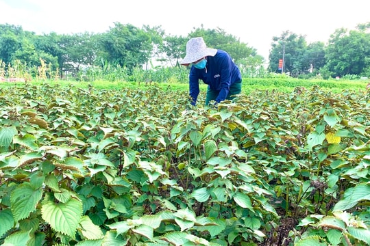 Mê Linh: Địa danh Tiến Thắng được sử dụng đăng ký nhãn hiệu tập thể “Rau gia vị Tiến Thắng”