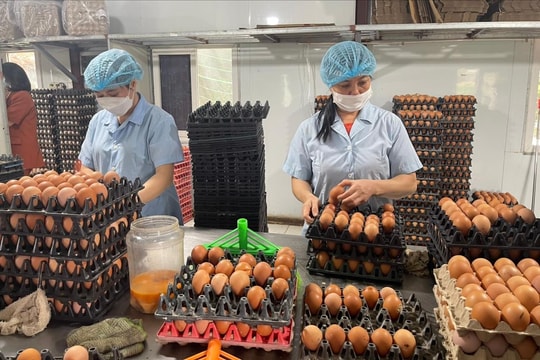 Trứng gia cầm giả là thông tin thất thiệt!