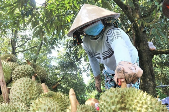 Để ngành hàng sầu riêng phát triển bền vững: Quản lý quy hoạch, không phát triển “nóng”