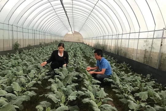 Cho phép sử dụng địa danh “Đông Anh” để đăng ký nhãn hiệu chứng nhận “Rau an toàn Đông Anh”