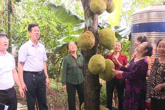 Mít ngọt đầu mùa - nông dân Phúc Thọ làm kinh tế từ vườn nhà