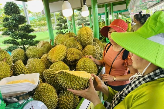 Đặc sắc Lễ hội trái cây Nam Bộ năm 2025