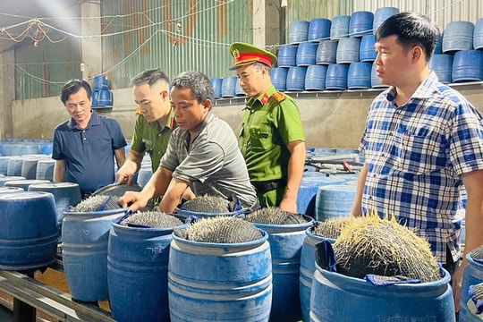 Nguy hại từ giá đỗ ngâm ủ chất cấm