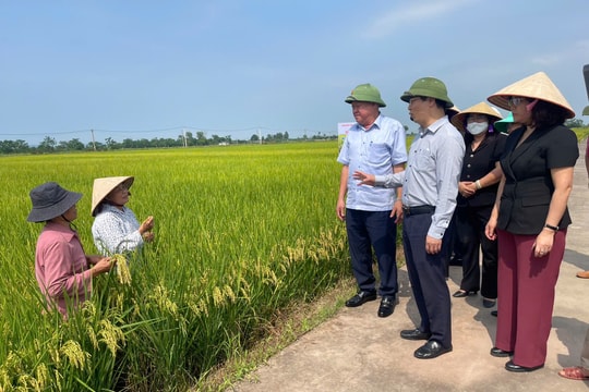Canh tác lúa SRI theo hướng hữu cơ: Giảm chi phí đầu vào, tăng năng suất