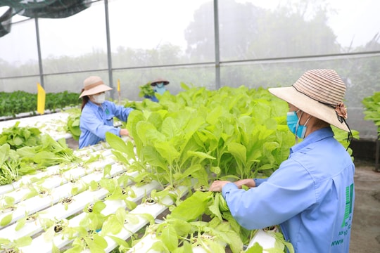 Nông dân Gia Lâm tập trung sản xuất nông nghiệp sạch