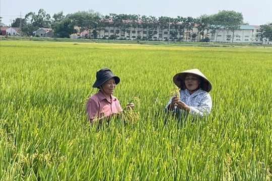 Canh tác lúa SRI theo hướng hữu cơ: Giảm chi phí đầu vào, tăng năng suất
