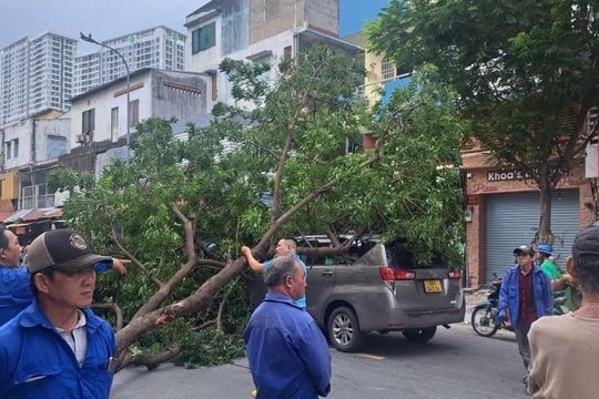 TP Hồ Chí Minh bàn giải pháp quản lý an toàn cây xanh đô thị