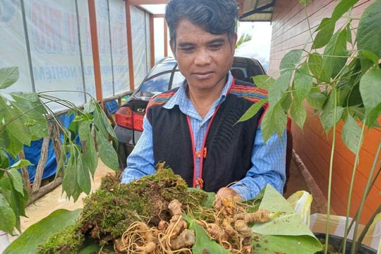 Kon Tum: Khai mạc phiên chợ sâm Ngọc Linh, dược liệu
