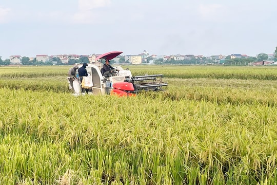 Hà Nội: Gặt đến đâu, làm đất đến đó