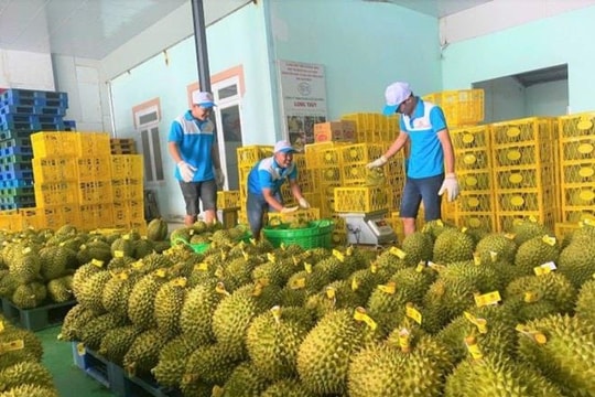 Giám sát chất lượng từ gốc, kiểm nghiệm tại cơ sở sản xuất sầu riêng