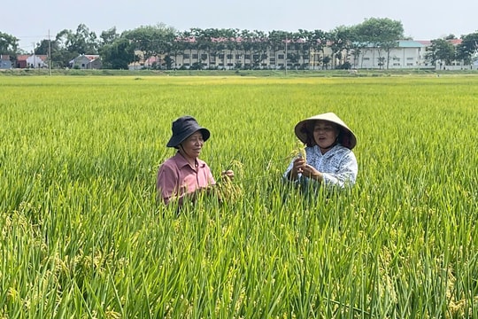 Tin tức đặc biệt trên báo in Hànộimới ngày 12-6-2025