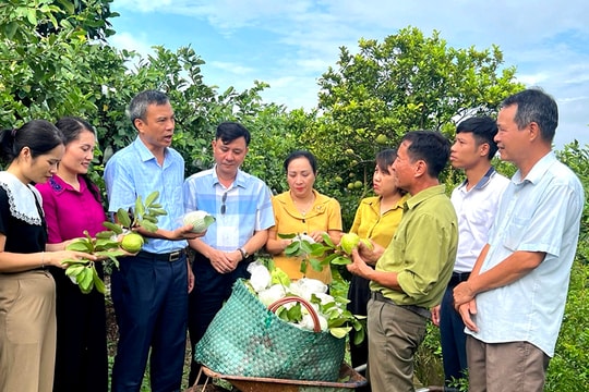 Nông dân Hoài Đức tích cực sản xuất, kinh doanh giỏi