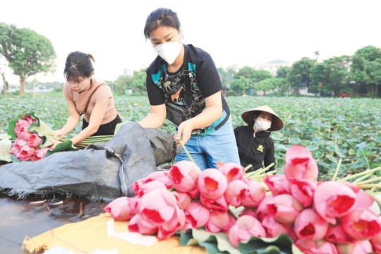 Hà Nội: Xây dựng mô hình trồng trọt phù hợp với thị trường