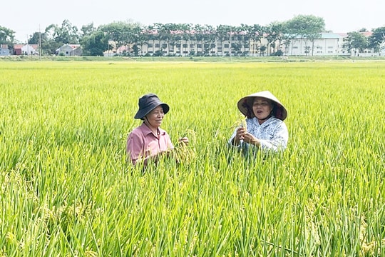Ưu tiên đầu tư công nghệ sinh học trong nông nghiệp