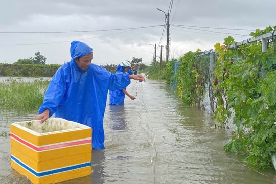 Đà Nẵng: Nông dân đội mưa, lội nước mót rau trong lũ