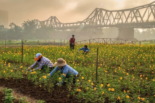 Hà Nội: Sớm ban hành Nghị quyết khai thác hiệu quả quỹ đất nông nghiệp tại bãi sông, bãi nổi