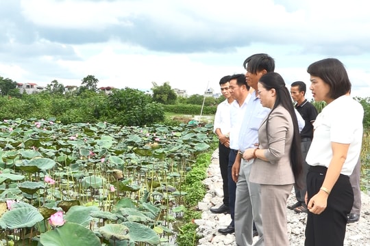 Hội Nông dân Ứng Hòa góp phần giảm ruộng hoang