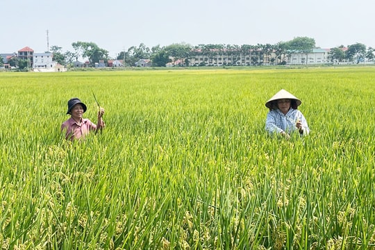 Xây dựng vùng nguyên liệu lúa gạo tại Hà Nội: Tăng giá trị, mở rộng thị trường xuất khẩu