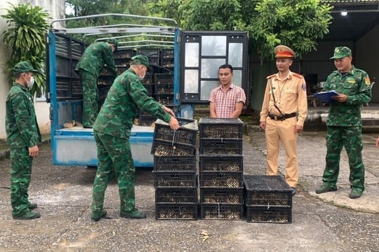 Tiêu hủy hơn 4.130 con gia cầm giống không rõ nguồn gốc xuất xứ