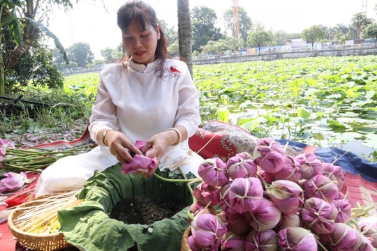Trà sen Tây Hồ: Hương sắc thanh tao giữa phố thị vội vã