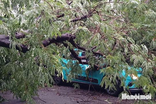 Cây gãy đổ giữa đêm, taxi bị đè khi đang đón khách trên phố Tràng Thi