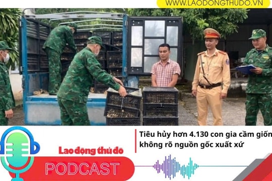 Điểm những tin nổi bật sáng ngày 22/6/2025: Tiêu hủy hơn 4.130 con gia cầm giống không rõ nguồn gốc xuất xứ